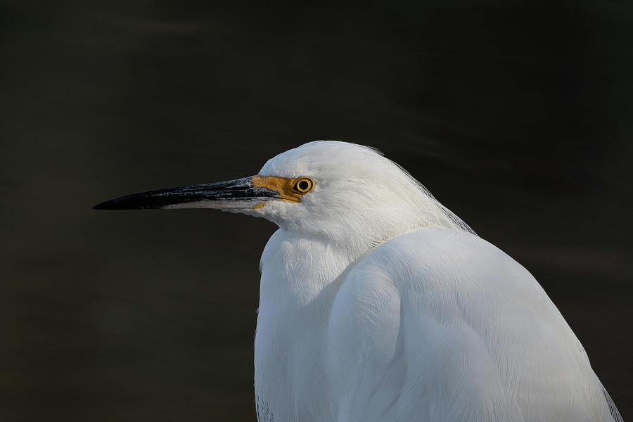 Snowy Egret Portrait Photograph by Mary Hone