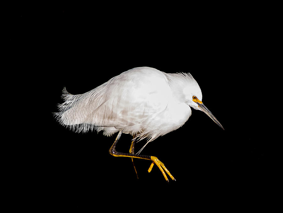 Snowy Egret Portrait Photograph by Terry Walsh