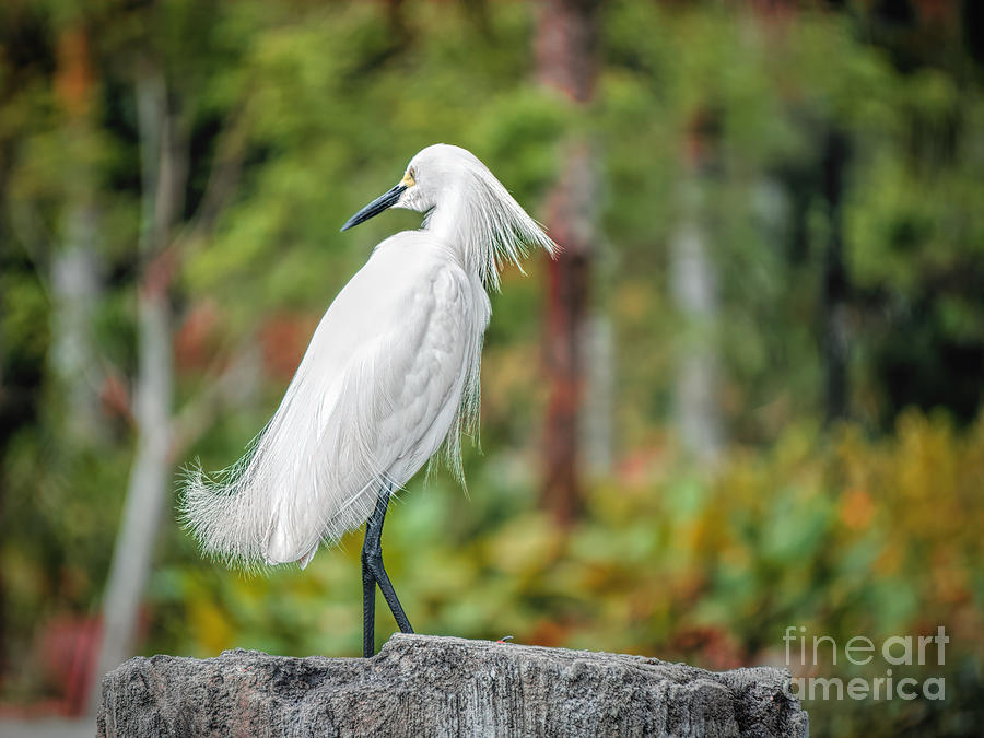 Snowy Egret Posing Photograph by Judy Kay