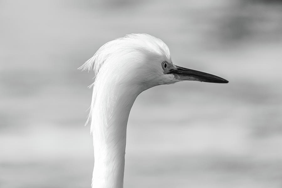 Snowy Egret Profile Bw Photograph by Jonathan Nguyen