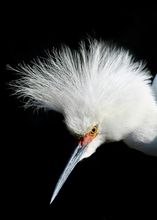 Snowy Egret Profile in Black Photograph by Richard Bryce and Family