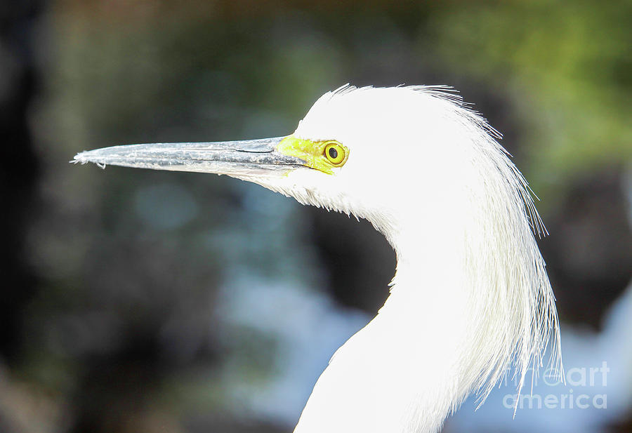 Snowy Egret Profile Photograph by Joanne Carey