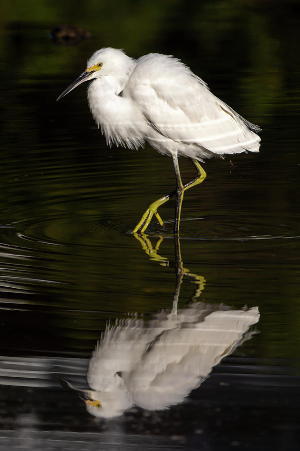 Egret Photograph - Snowy Egret Reflected 02-01 by Bruce Frye Egret Photograph - Snowy Egret Reflected 02-01 by Bruce Frye