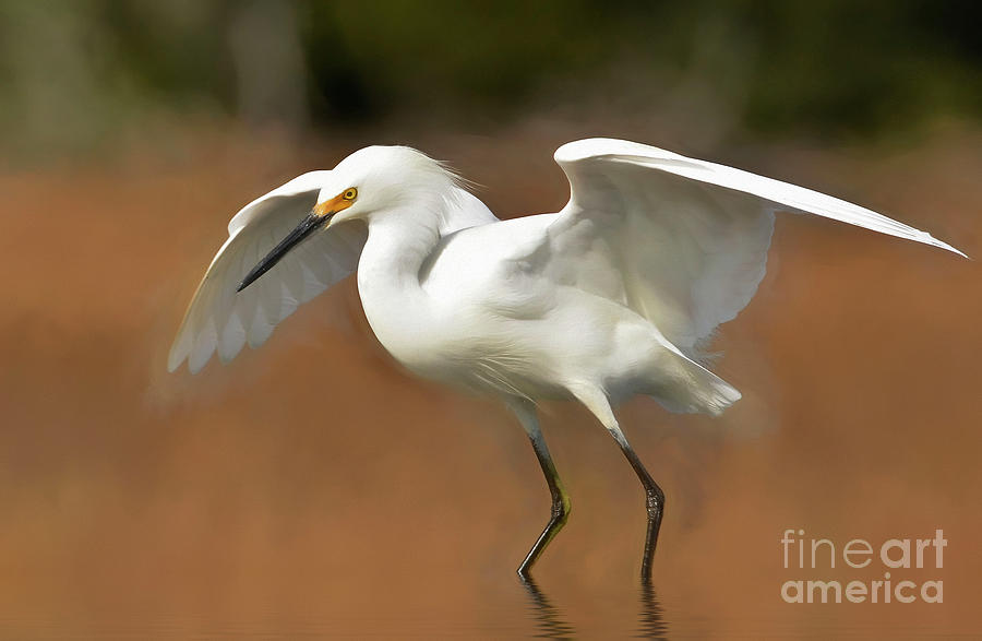 Snowy Egret Reflection Photograph by Kathy Baccari