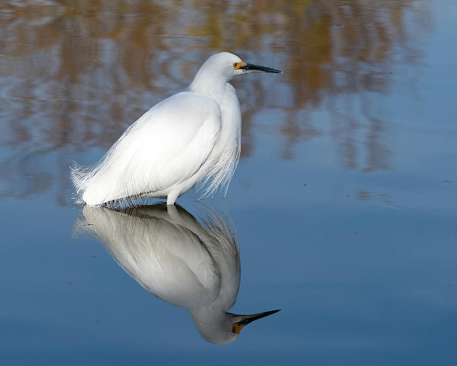 Snowy Egret Reflection Photograph by Mary Hone