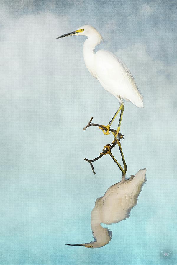 Snowy Egret Reflection Photograph by Pam Rendall