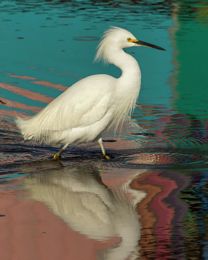 Snowy Egret Reflex 1 18 Photograph By Bruce Frye