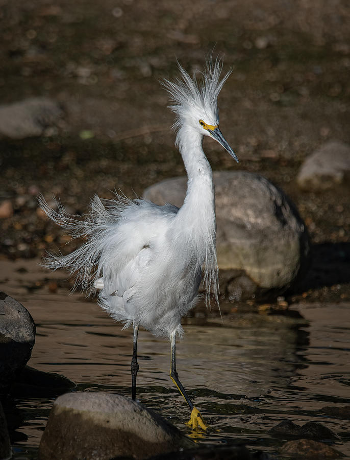 Snowy Egret  Photograph by Rick Mosher