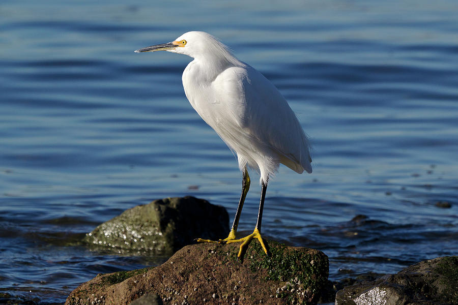 Snowy Egret Photograph by Rick Pisio