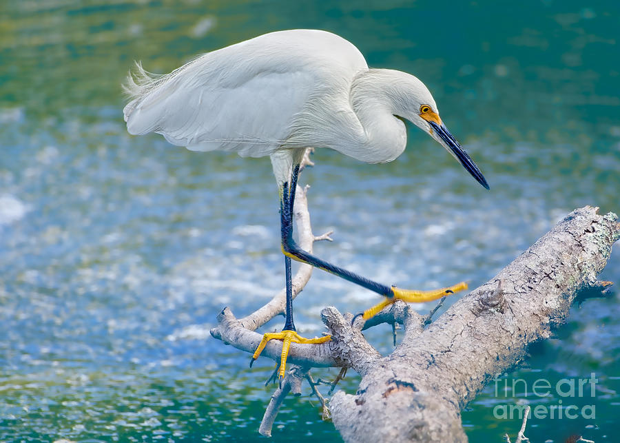 Snowy Egret River Walk Photograph by Judy Kay