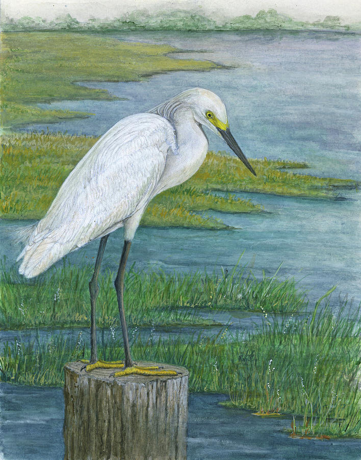 Snowy Egret Mixed Media by Sandy Clift