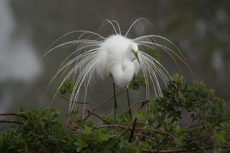 Snowy Egret Showing Off Photograph by Dorothy Cunningham