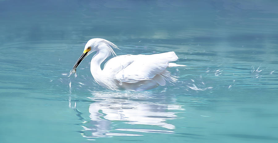 Snowy Egret Snacktime Digital Art by Angie Mossburg
