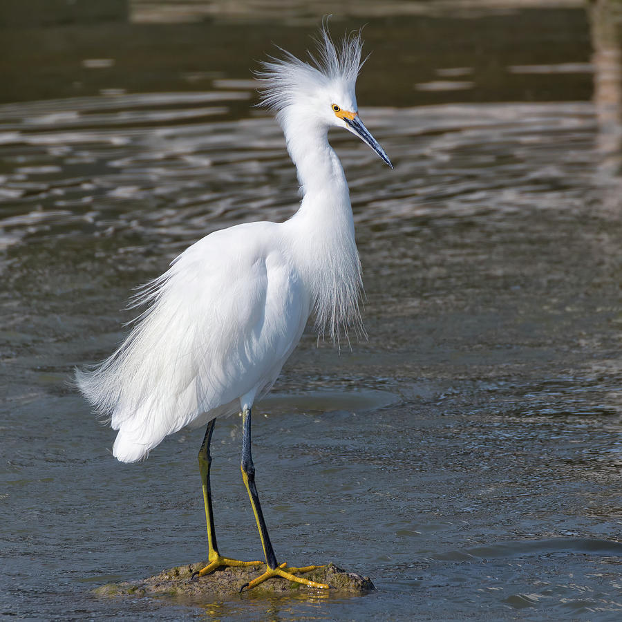 Snowy Egret Squared Photograph by Kathleen Bishop