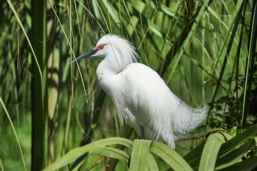 Snowy Egret - St. Augustine Alligator Farm Photograph by Scotty Elmslie ...