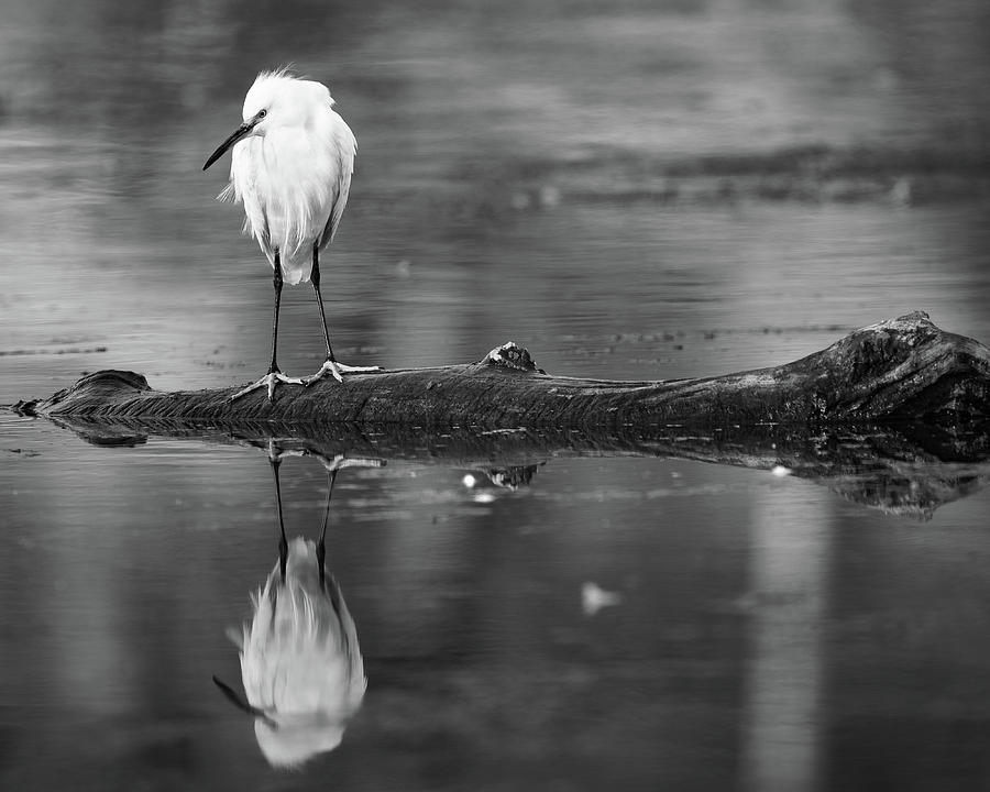 Snowy Egret Standing  Photograph by Mike Fusaro