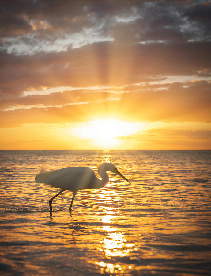 Snowy Egret Sunset 2021 Photograph by Joey Waves