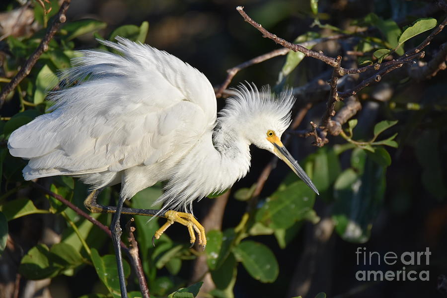 Snowy Egret Taking A Pose Photograph by Julie Adair