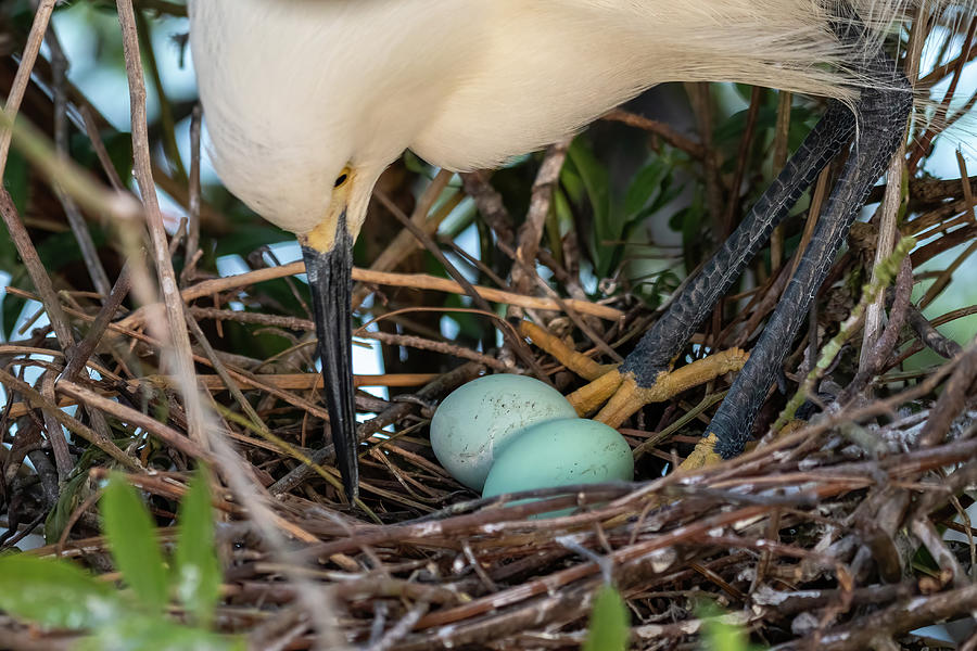 Snowy Egret Tends Eggs Photograph by Bradford Martin