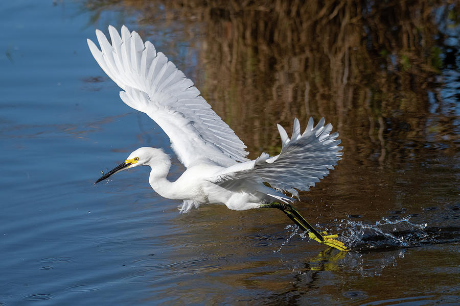 Snowy Egret Toe Dipping and Fish Photograph by Bradford Martin