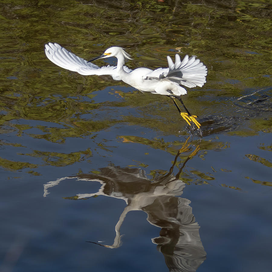 Snowy Egret  Toe Dipping Photograph by Bradford Martin
