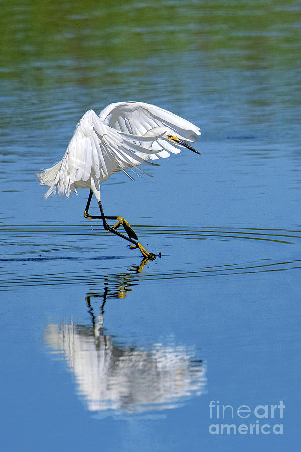 Snowy Egret Touching Down Photograph