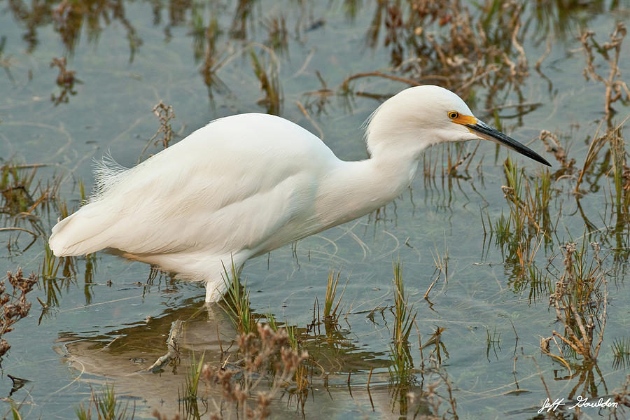 Snowy Egret Wading in a Marsh Photograph by Jeff Goulden