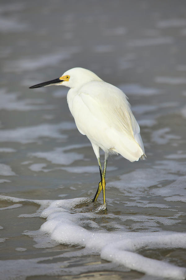 Snowy Egret Wading In The Water Photograph by Scott Burd