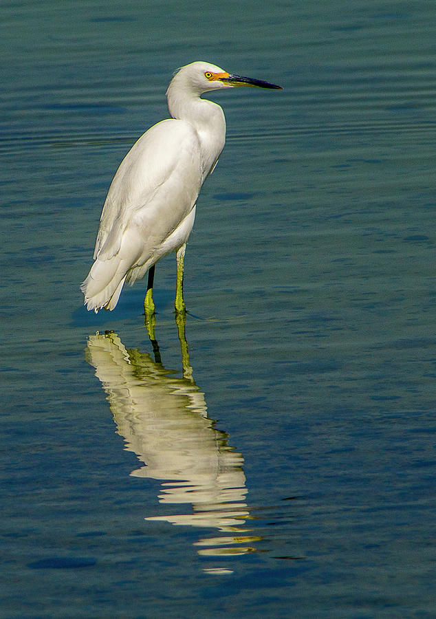 Snowy Egret Wading Photograph by John Durham - Fine Art America