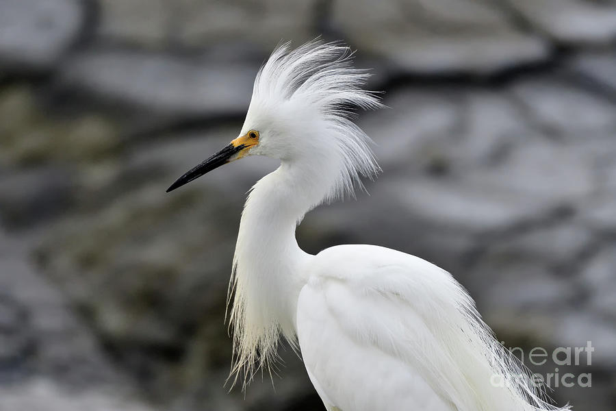 Snowy Egret Waiting For A Flight Photograph