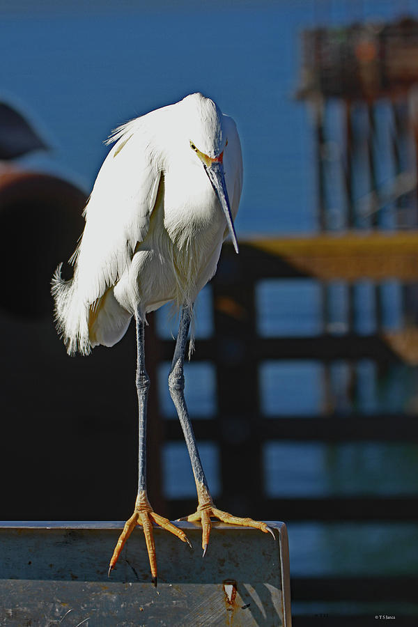 Snowy Egret Waits For Dinner At The  Fish Cleaning Station, Digital Art by Tom Janca