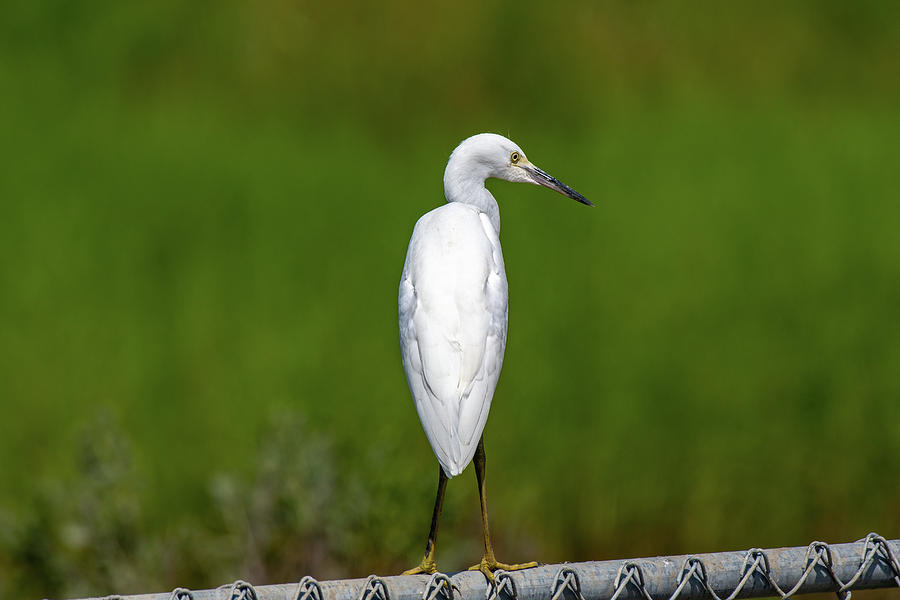 Snowy Egret Watching Photograph by Rose Guinther