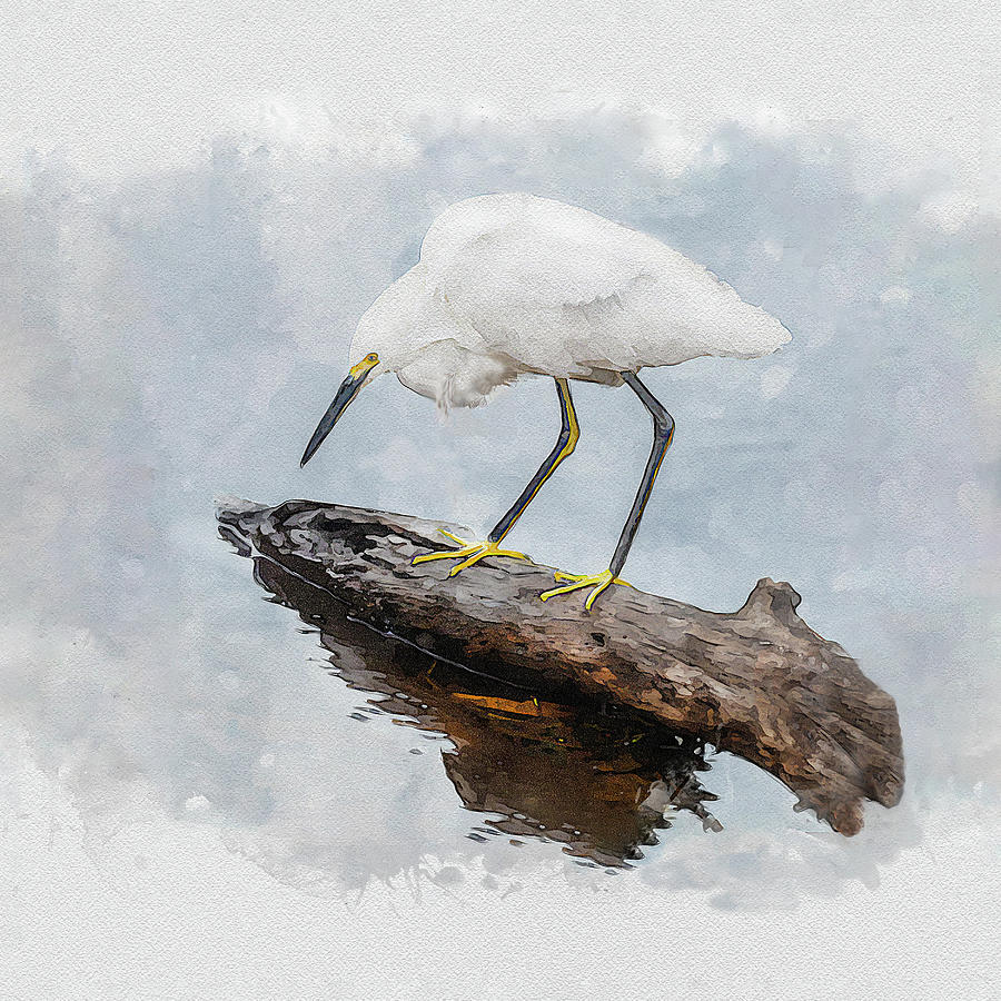 Snowy Egret - Water Color Photograph by Gordon Ripley