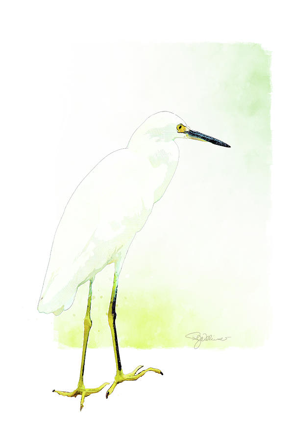 Snowy Egret Watercolor Mixed Media by Pamela Williams