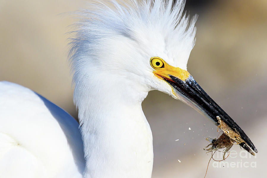 Snowy Egret with a Catch Photograph by Ben Graham