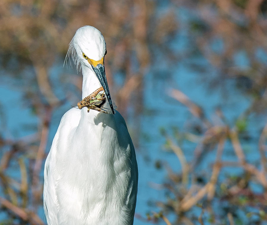 Snowy Egret with a Grasshopper 8230-101021-2 Photograph by Tam Ryan