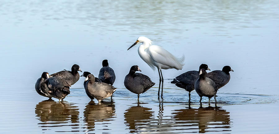 Snowy Egret with American Coots 5044-042222-2 Photograph by Tam Ryan
