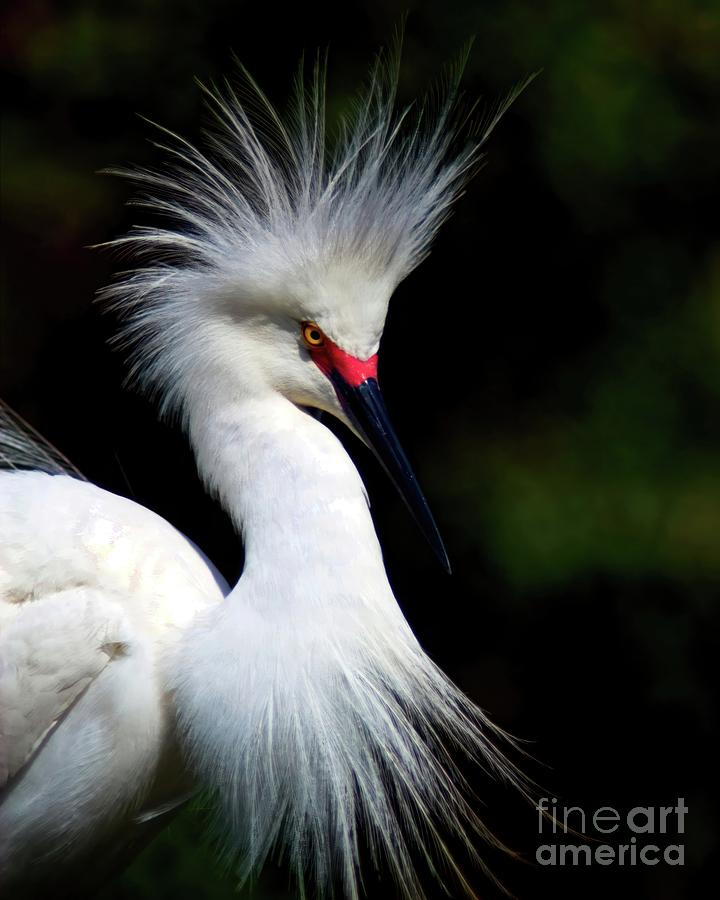 Snowy Egret with Attitude Photograph by Jane Axman