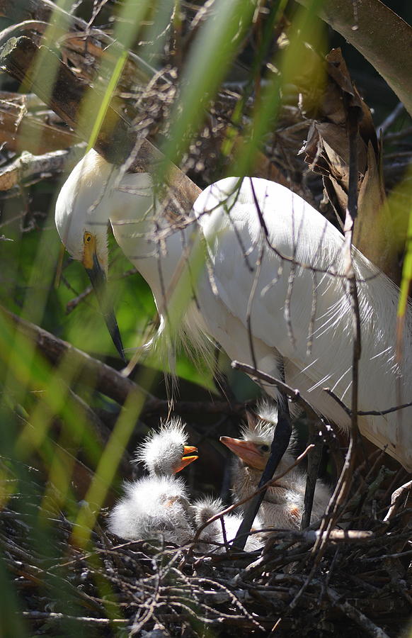 Snowy Egret with Babies Photograph by Carla Parris