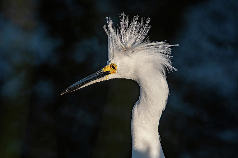 Snowy Egret with Crest up Photograph by Bradford Martin
