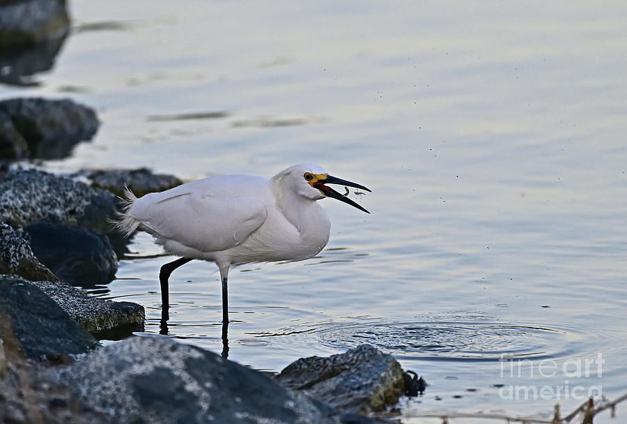 Snowy Egret - With Double Catch Photograph by Amazing Action Photo Video