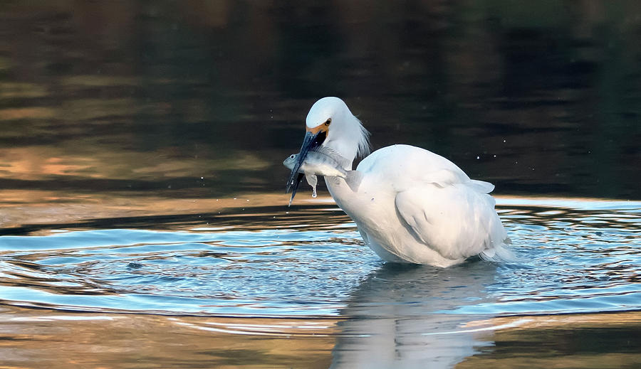 Snowy Egret with Fish 0854-122120-2 Photograph by Tam Ryan