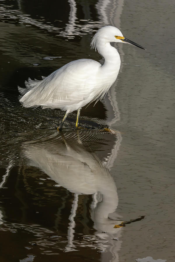 Snowy Egret with Reflections 12/18 Photograph by Bruce Frye - Fine Art ...