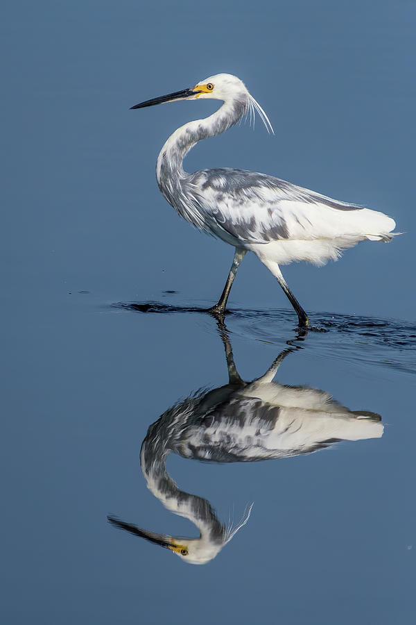 Snowy Egret X Tricolor Heron Wading Photograph by Bradford Martin