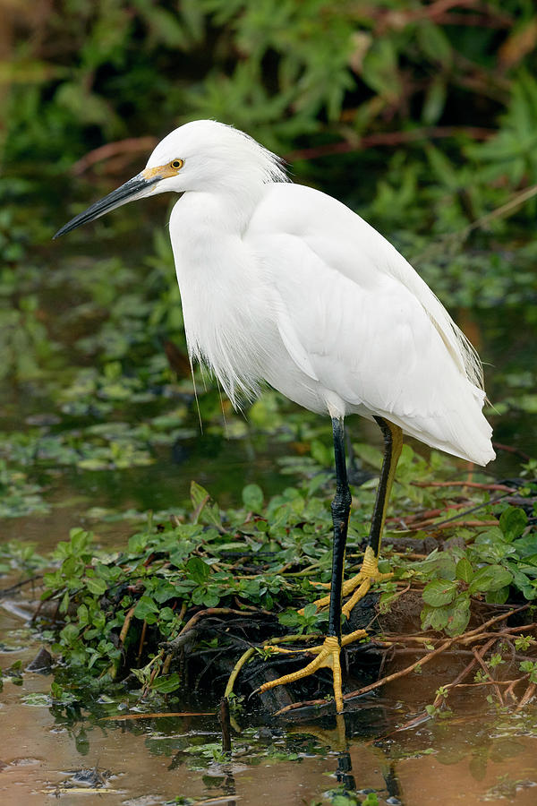 Snowy Egret, Yolo County California by Doug Herr Snowy Egret, Yolo County California by Doug Herr