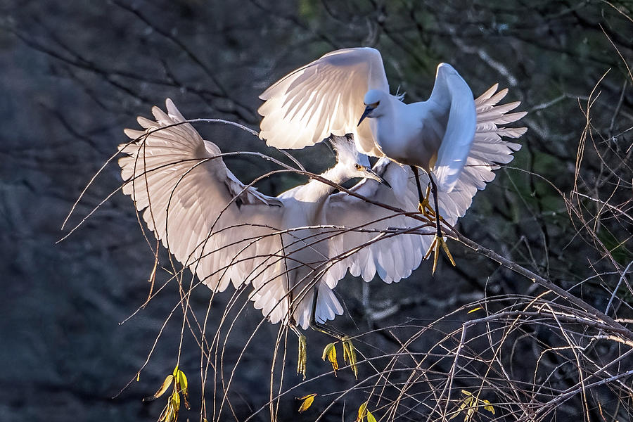 Snowy Egrets 3823-020523-2 Photograph by Tam Ryan