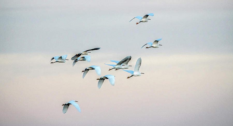 Snowy Egrets 4612-011520-2 Photograph by Tam Ryan
