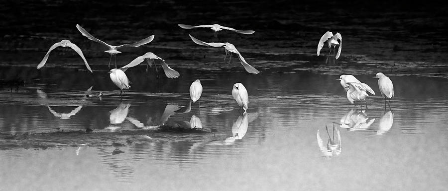 Snowy Egrets 9372-010722-2-bw Photograph by Tam Ryan
