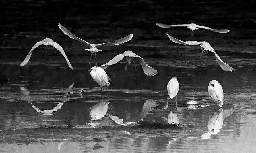 Snowy Egrets 9372-010722-3-bw Photograph by Tam Ryan