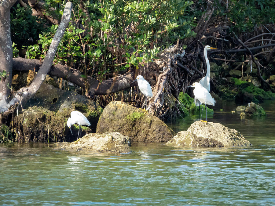 Snowy Egrets And Great White Egret Photograph